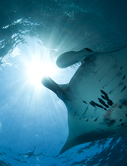 manta-ray-snorkeling.jpg